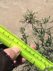 Johnstonella costata