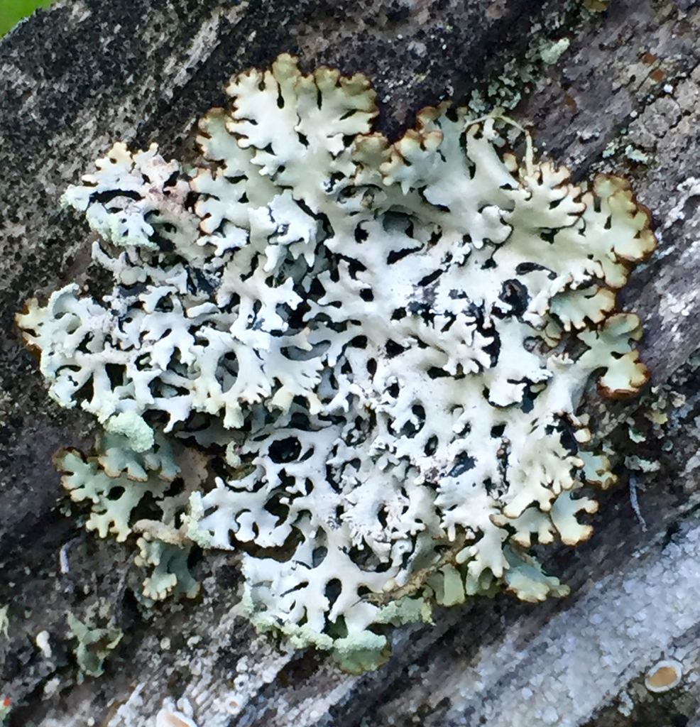 Tube Lichens (Macrolichens Genera Of The Pacific Northwest ) · INaturalist