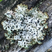Tube Lichens - Photo (c) Liam O'Brien, some rights reserved (CC BY-NC)