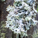 Hooded Tube Lichen - Photo (c) Liam O'Brien, some rights reserved (CC BY-NC), uploaded by Liam O'Brien