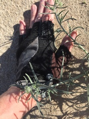 Johnstonella costata