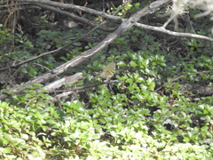 Vireo griseus image