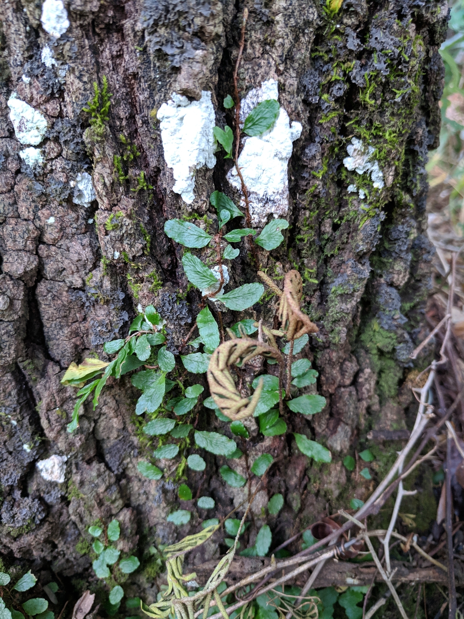 Microgramma heterophylla