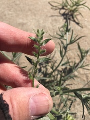 Johnstonella costata