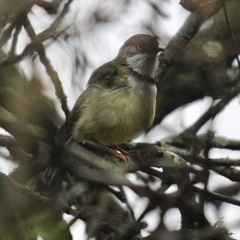Apalis thoracica