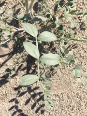 Astragalus lentiginosus borreganus