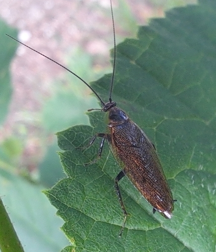 Ectobius lapponicus