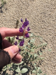 Astragalus lentiginosus borreganus