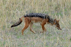 Lupulella mesomelas schmidti