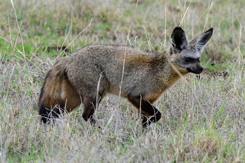 Bat-eared Fox, photo 9 of 10