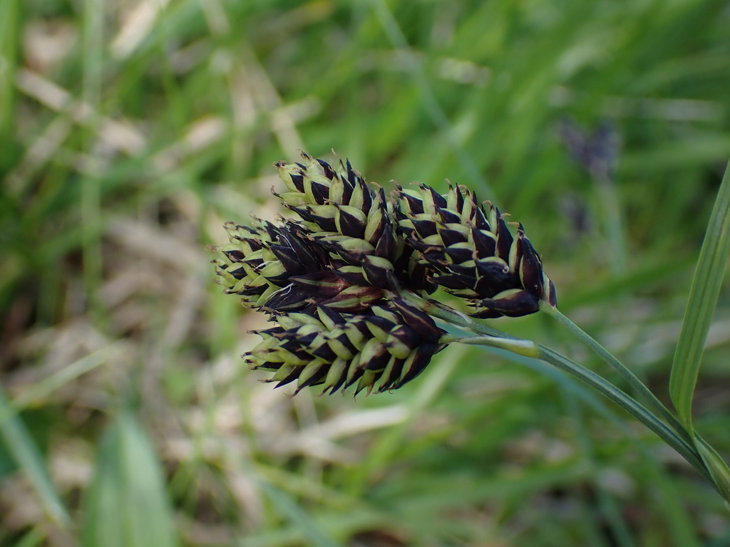 Black Alpine Sedge