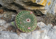 Mammillaria roseoalba