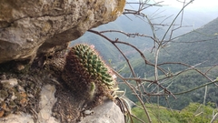 Mammillaria roseoalba
