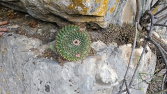 Mammillaria roseoalba
