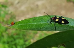 Oncopeltus varicolor varicolor