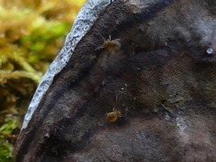 Sminthurinus henshawi