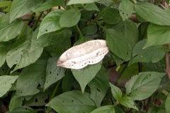 Cyclidia substigmaria