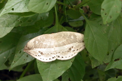 Cyclidia substigmaria