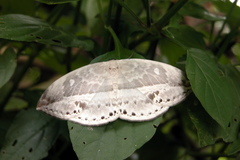 Cyclidia substigmaria