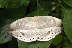 Cyclidia substigmaria