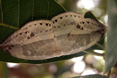 Cyclidia substigmaria