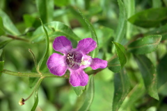Angelonia