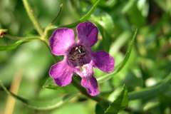 Angelonia