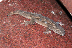 Giant Gecko photo 3