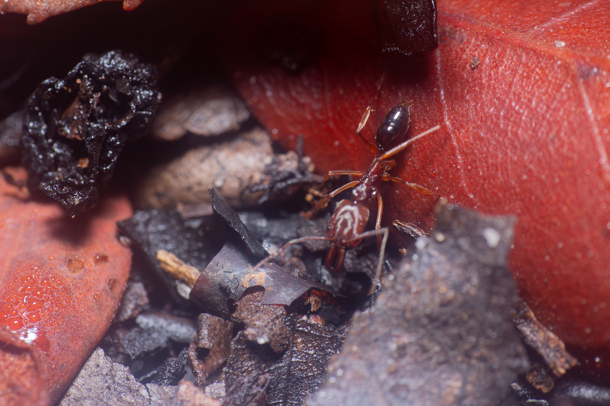 Odontomachus relictus