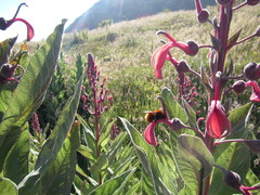 Lobelia tupa