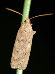 Phaeosaces