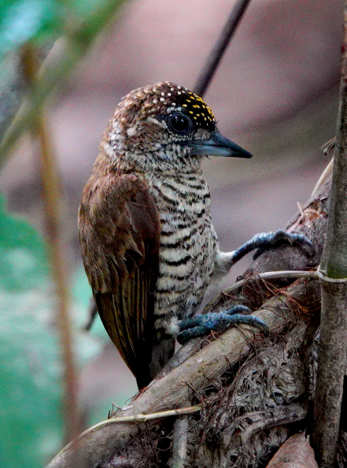 Orinoco Piculet (Picumnus pumilus), photo 2