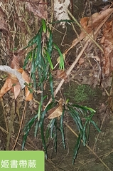 Haplopteris anguste-elongata