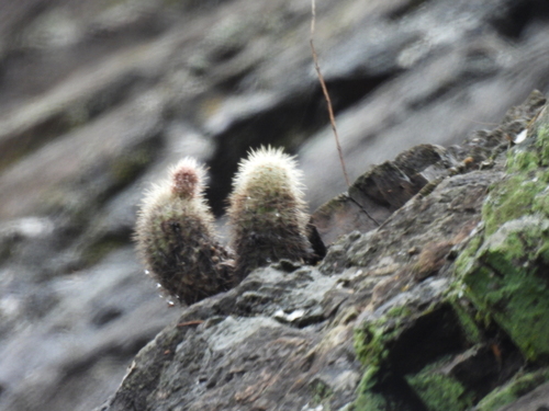 Echinocereus ortegae