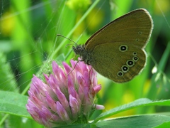 Coenonympha oedippus
