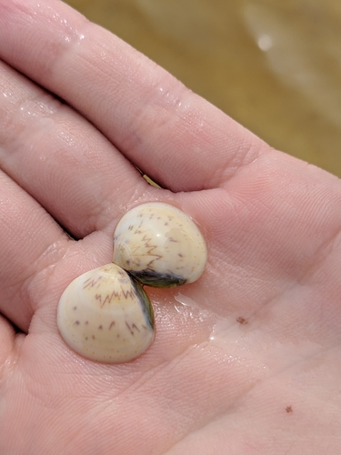 Laevicardium mortoni