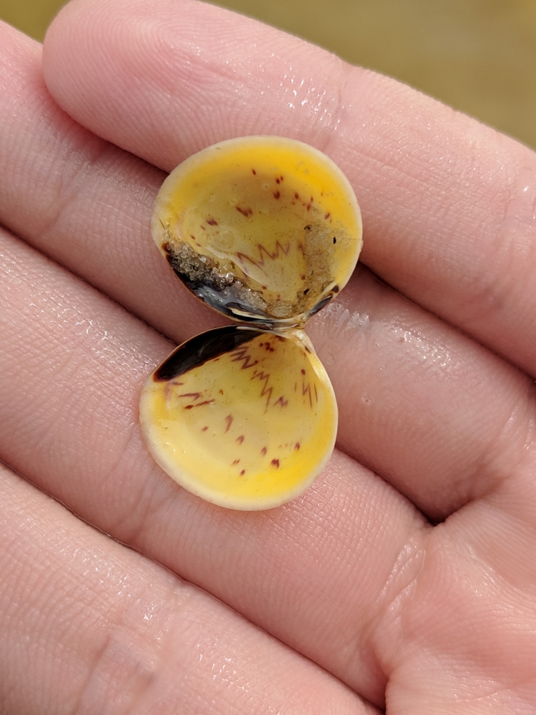 yellow eggcockle