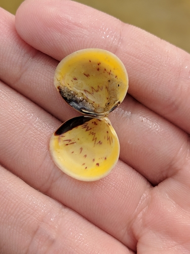 Morton's Cockle