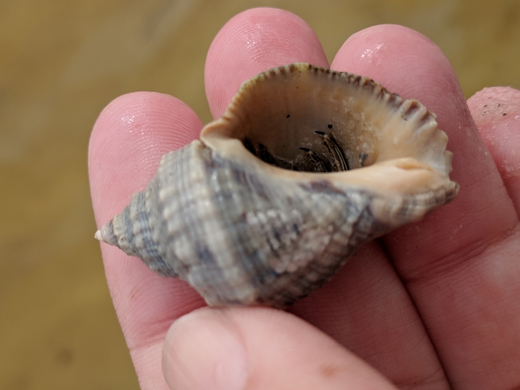 Hays' Rocksnail
