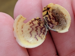 Laevicardium mortoni