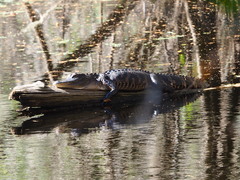 Alligator mississippiensis