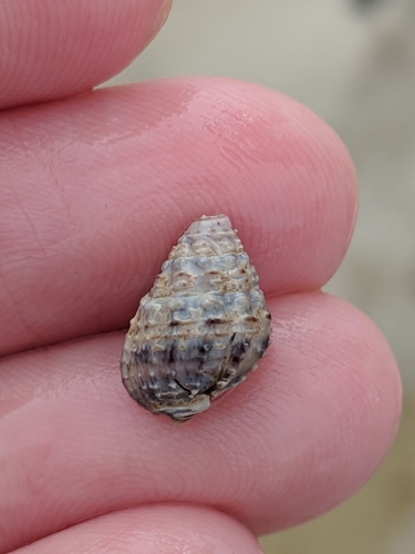 Phrontis vibex