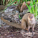 Small Indian Mongoose - Photo (c) Don Loarie, some rights reserved (CC BY), uploaded by Don Loarie