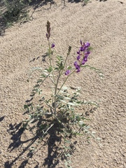 Astragalus lentiginosus borreganus