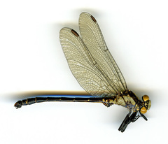 Octogomphus specularis