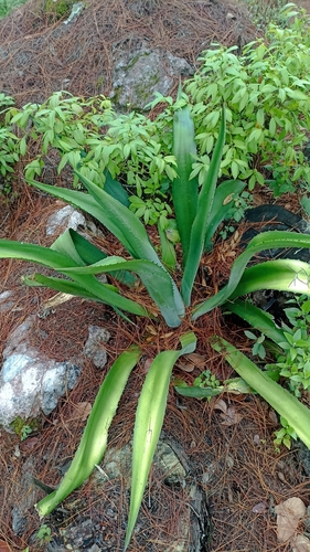 Agave inaequidens