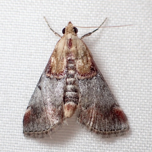 Yellow-based Cacozelia Moth photo 4