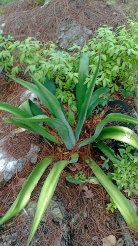 Agave inaequidens