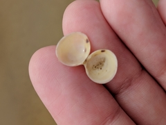 Laevicardium mortoni