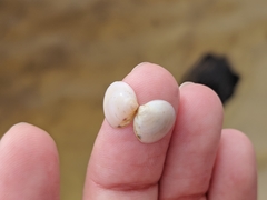 Laevicardium mortoni